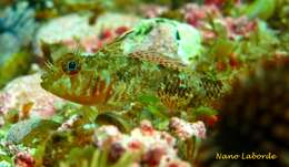 Image of Cunningham&#39;s triplefin