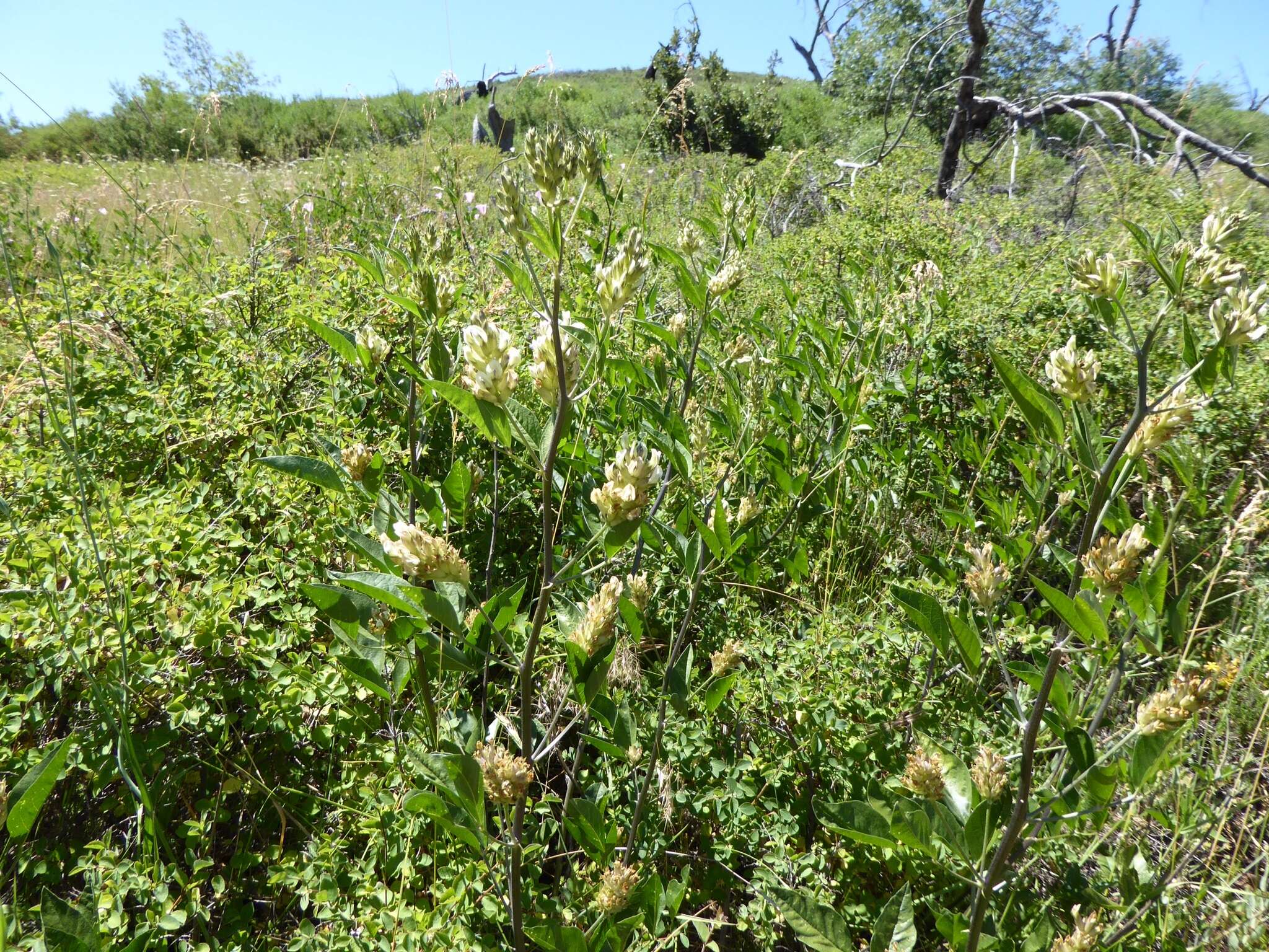 Image of Parish's California tea