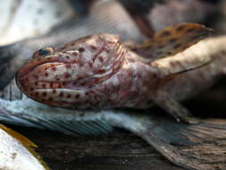 Epinephelus longispinis (Kner 1864) resmi