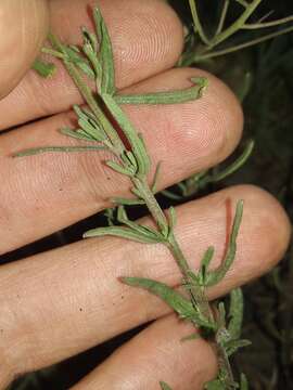 Image of false boneset