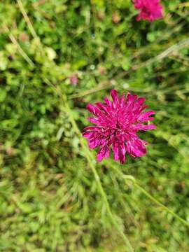 Image of Knautia macedonica Griseb.