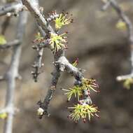 Image of desert olive