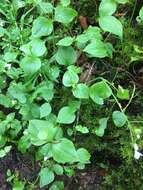 Image of Claytonia sibirica var. sibirica