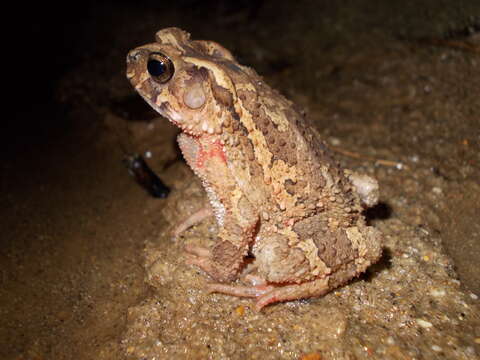 Ingerophrynus galeatus (Günther 1864) resmi