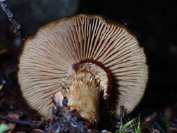 Sivun Cortinarius majestaticus (E. Horak) T. P. Anderson & Orlovich 2016 kuva