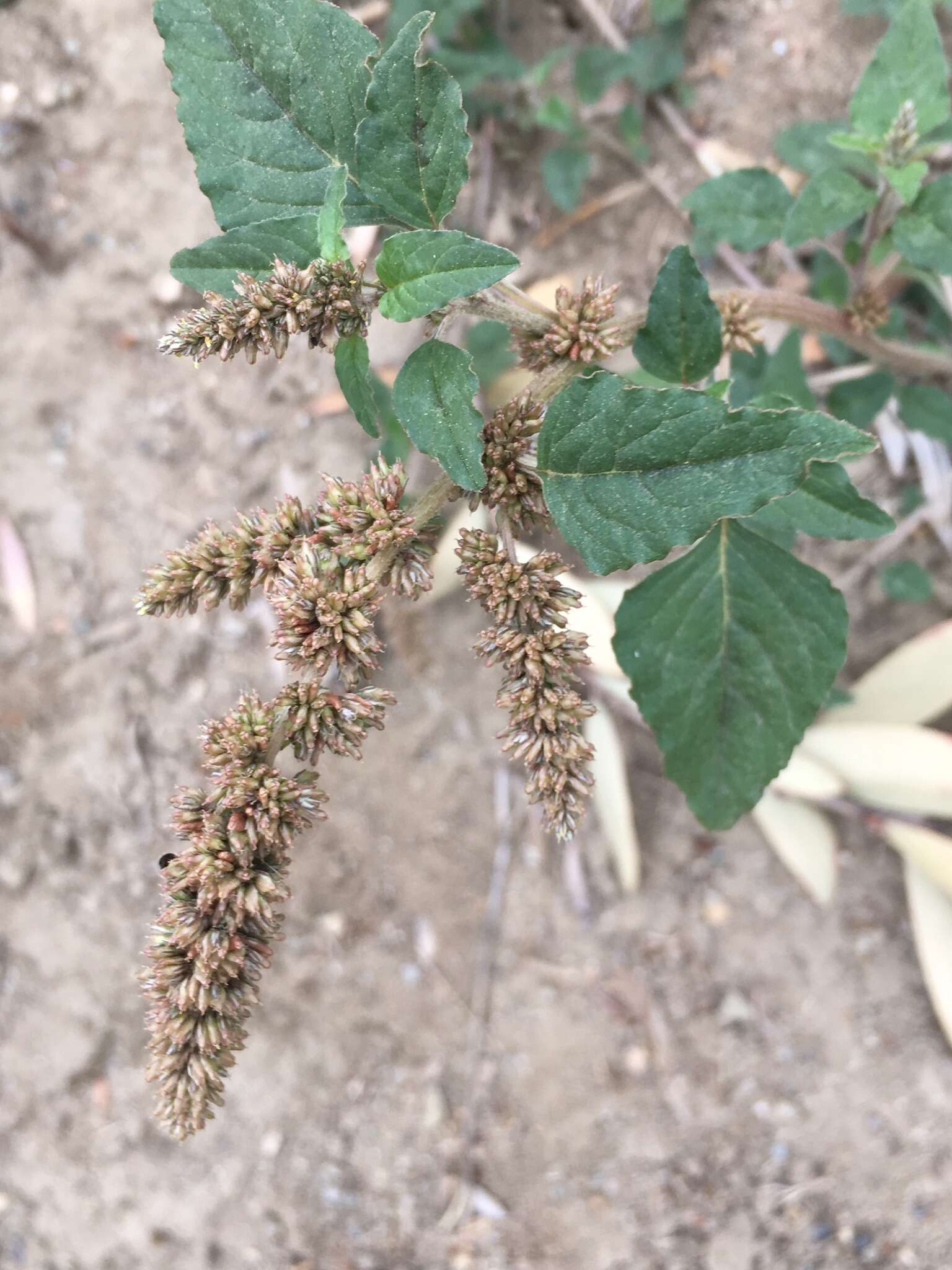 Image of largefruit amaranth