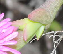 Image of Smicrostigma viride (Haw.) N. E. Br.