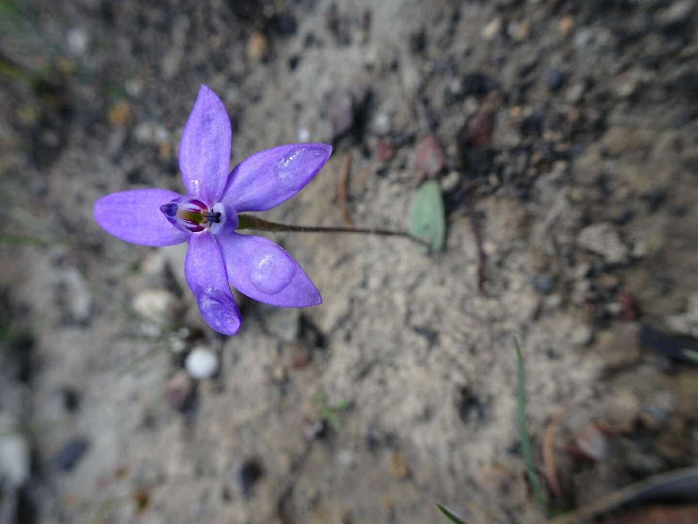 Image of Small waxlip orchid