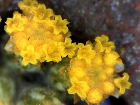 Image of Helichrysum hebelepis DC.