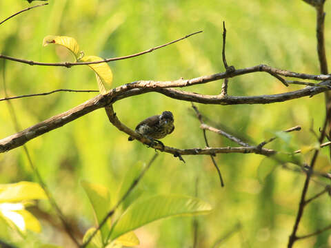 Image of White-wedged Piculet