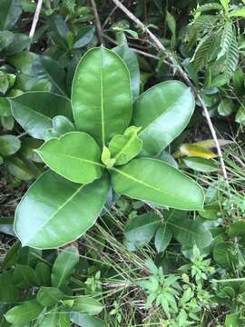 Image de Amphitecna latifolia (Mill.) A. H. Gentry