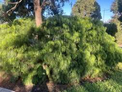 Image of bower wattle