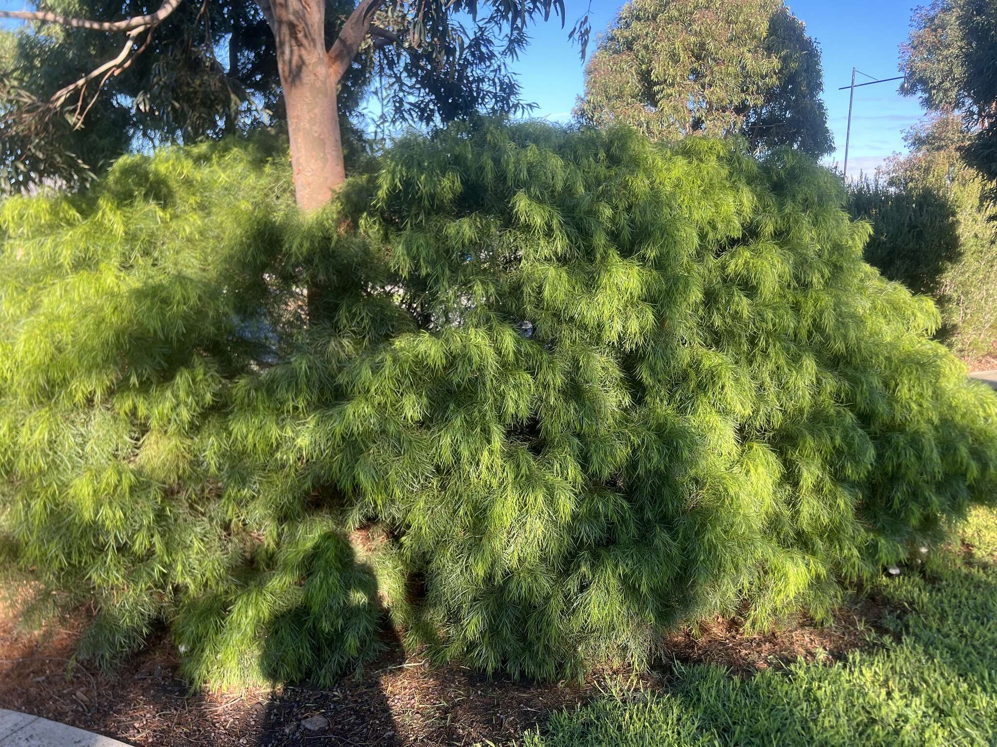 Image of bower wattle