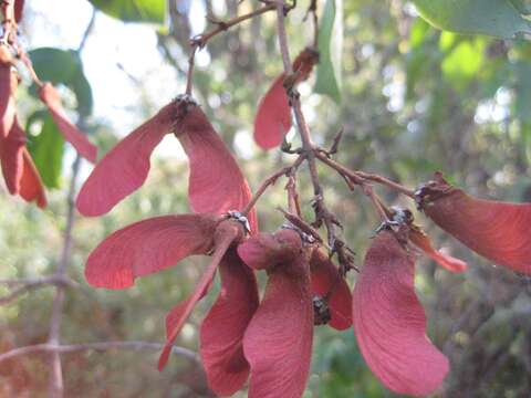 Image of Heteropterys cotinifolia A. Juss.