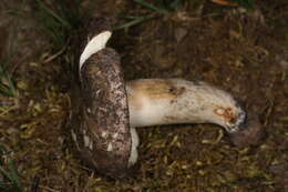 Image of Russula heterophylla (Fr.) Fr. 1838