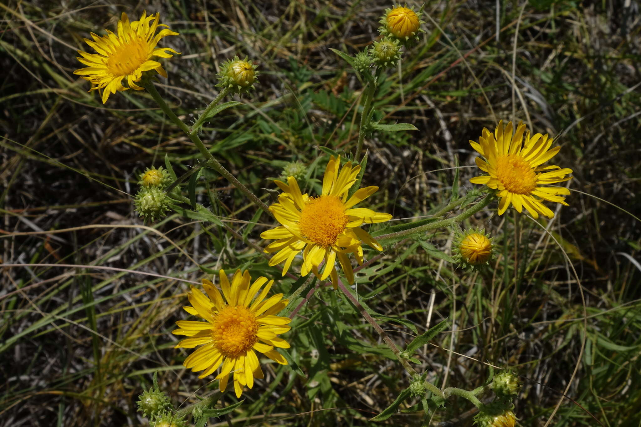 Image de Rayjacksonia annua (Rydb.) R. L. Hartman & M. A. Lane