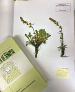 Image of Artemisia campestris subsp. richardsoniana (Bess.)