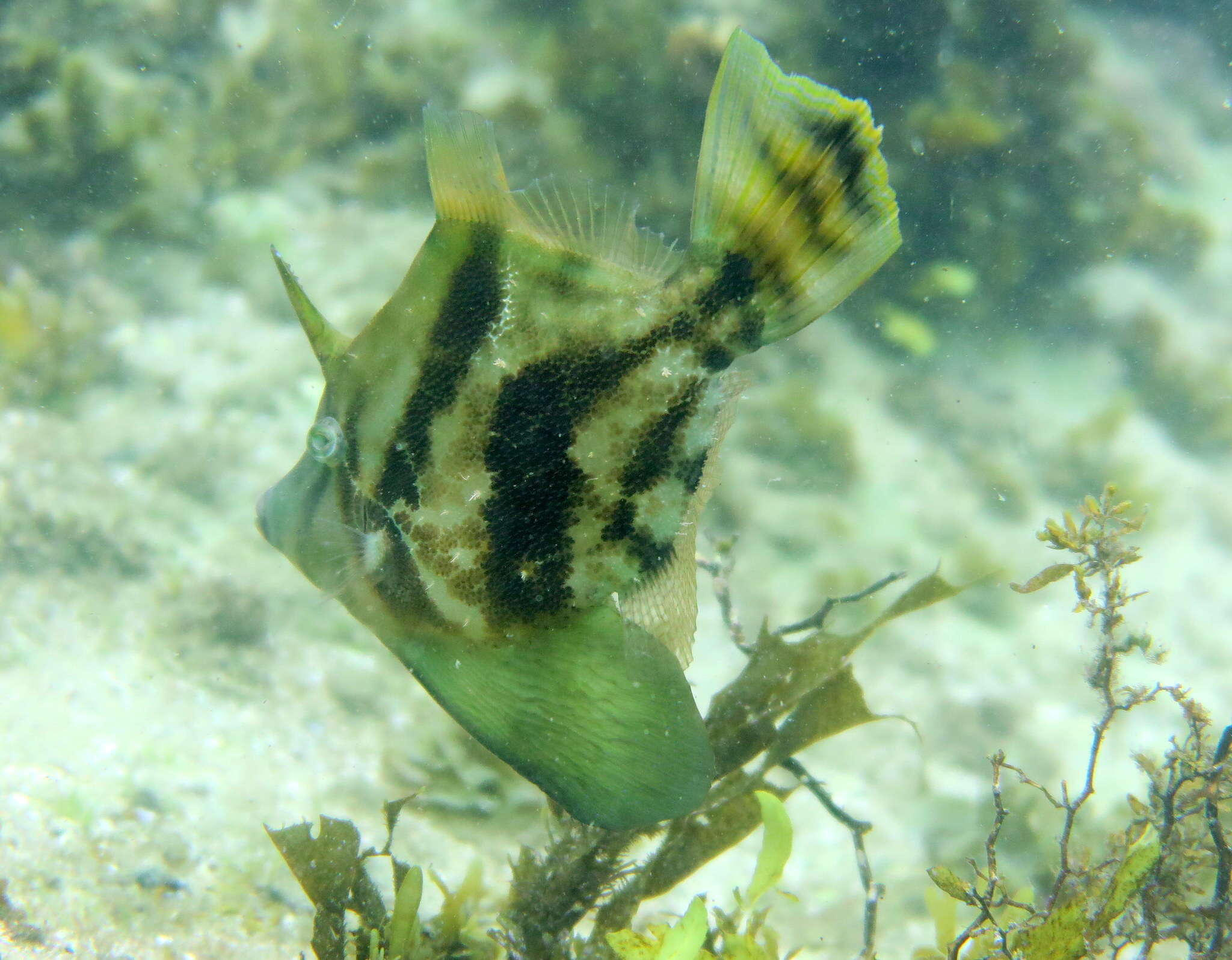 Image of Centreboard Leatherjacket