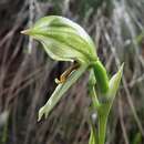 Image of Smooth leafy greenhood