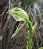 Image of Smooth leafy greenhood