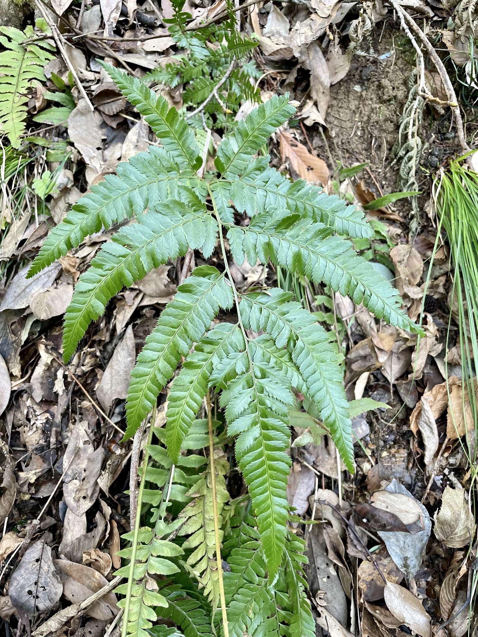 Image of simpler hollyfern