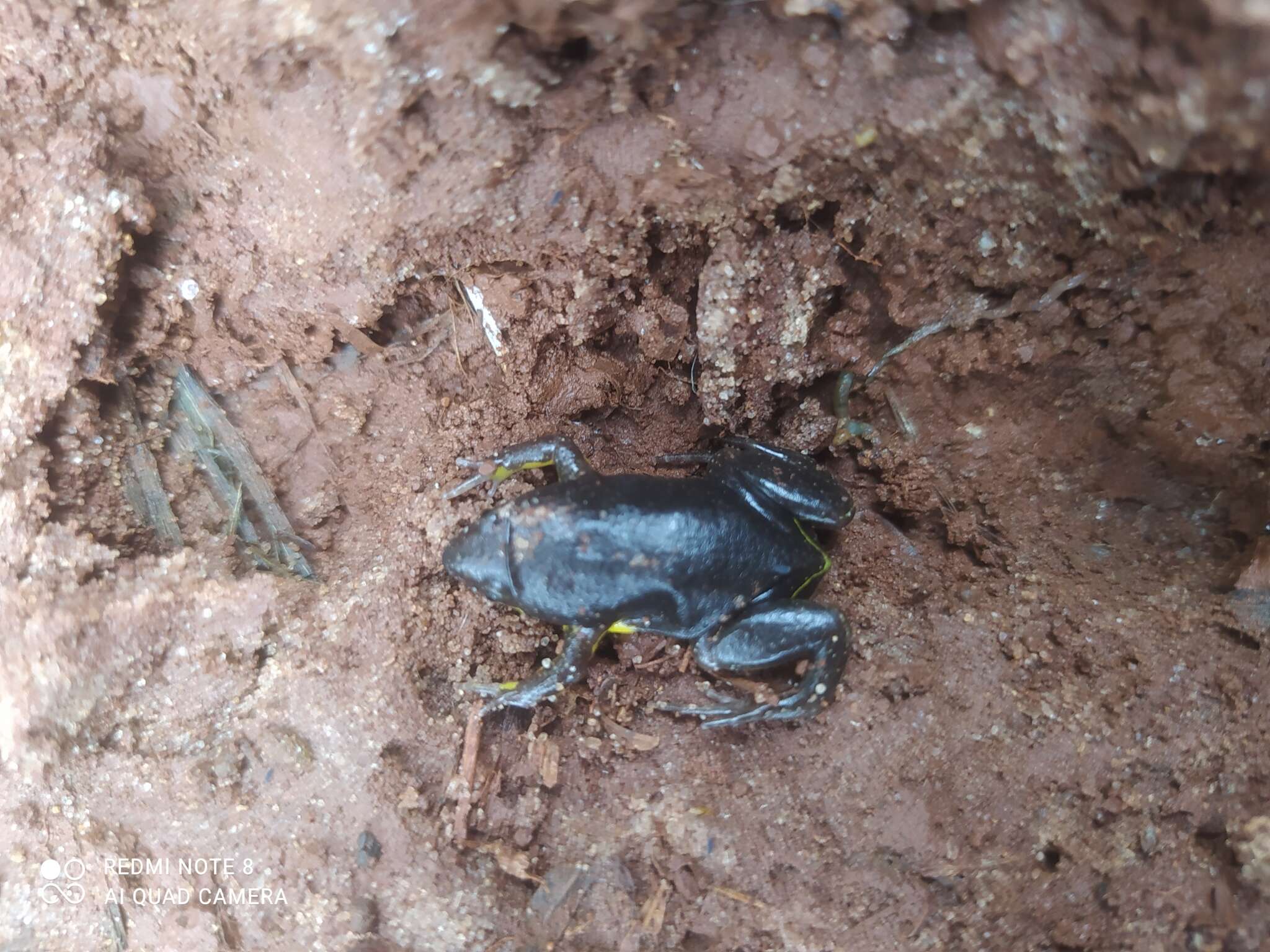 صورة Elachistocleis matogrosso Caramaschi 2010