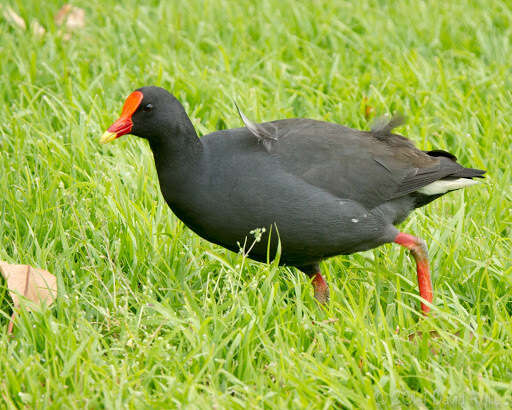 Plancia ëd Gallinula tenebrosa Gould 1846