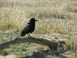 Image of Corvus capensis capensis Lichtenstein & Mhk 1823