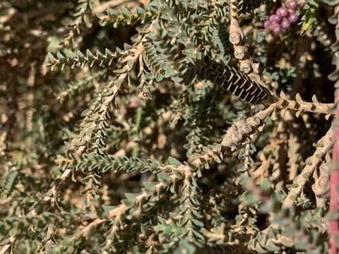 Image of Melaleuca gibbosa Labill.