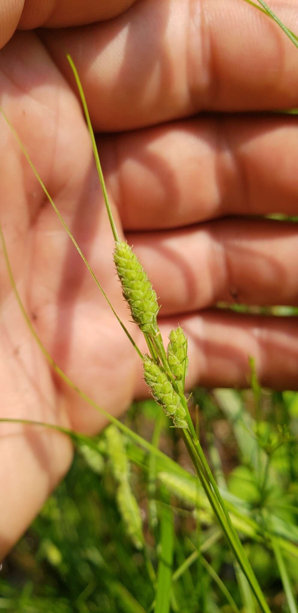 Слика од Carex swanii (Fernald) Mack.