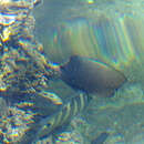Image of Black-spotted Butterflyfish