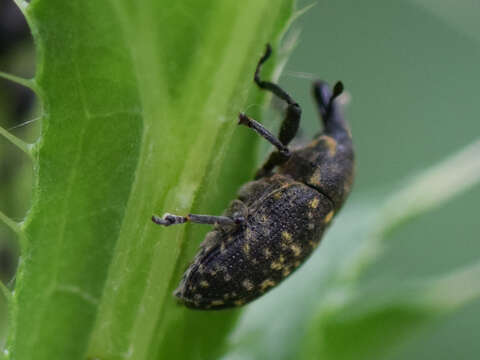 Image of Weevil