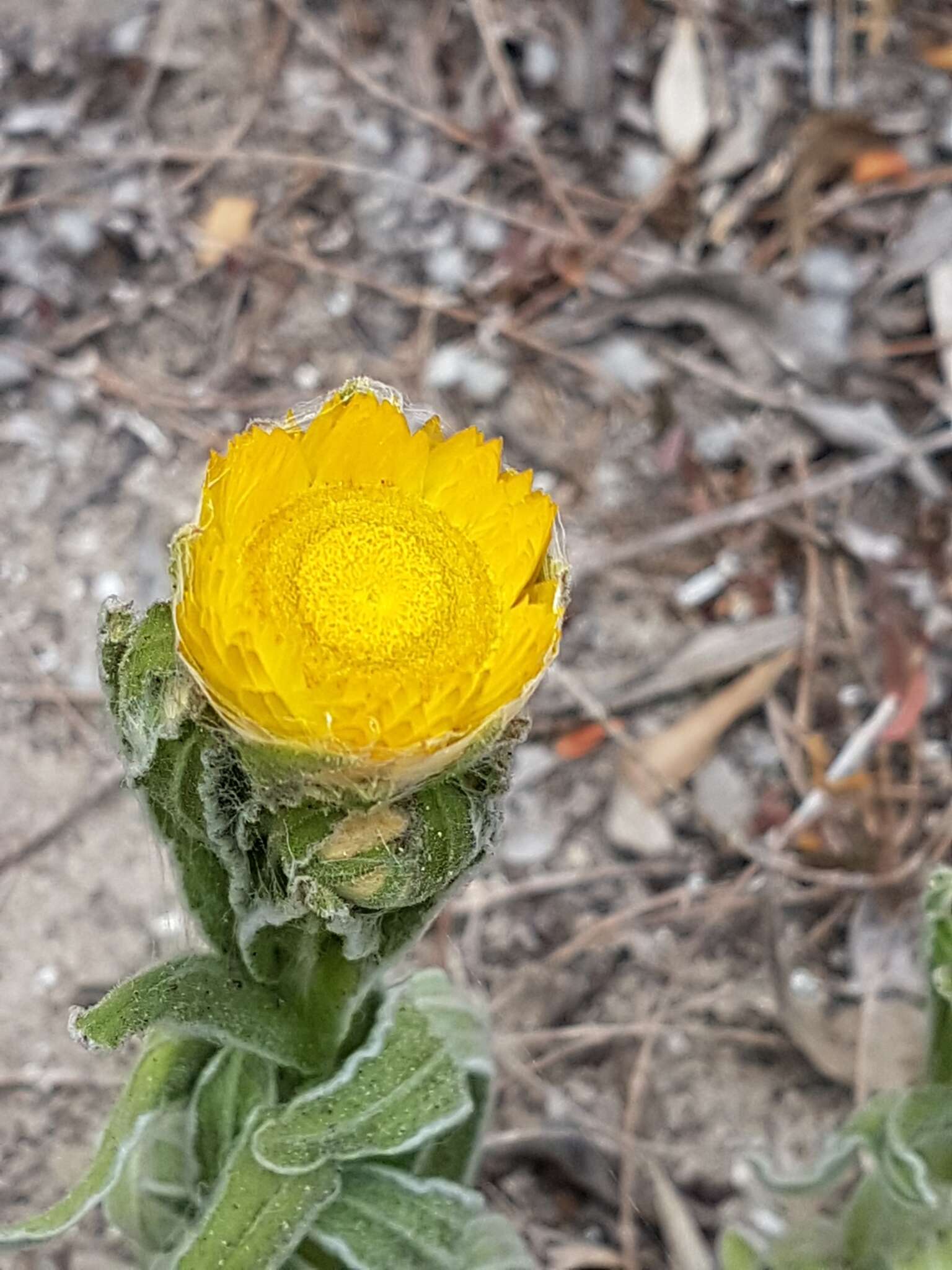 Image of Bright Yellow Everlasting