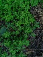 Image de Chenopodium ucrainicum