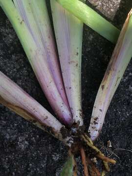 Image of Needle-Tip Blue-Eyed-Grass