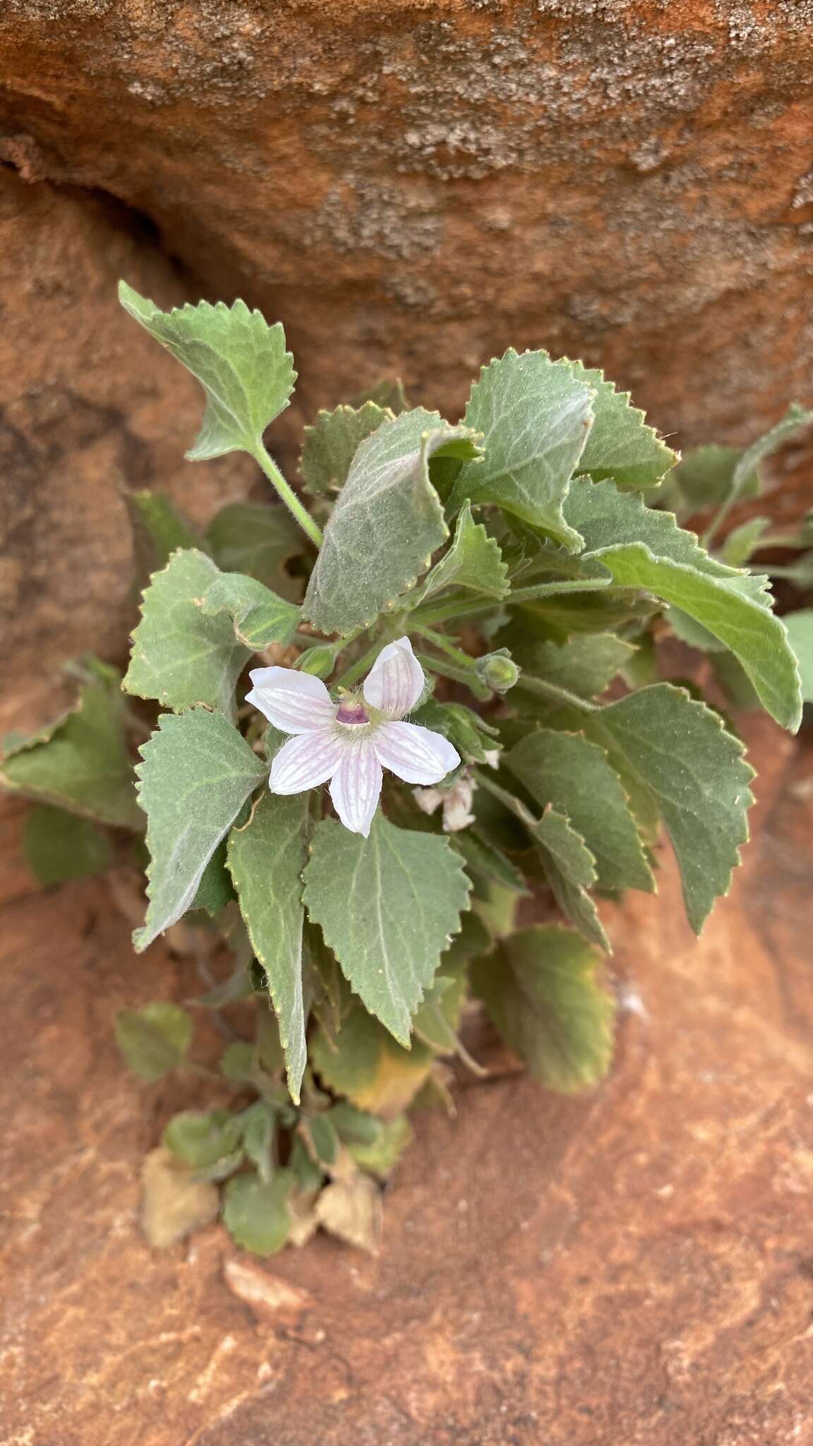 Image of Goodenia grandiflora Sims