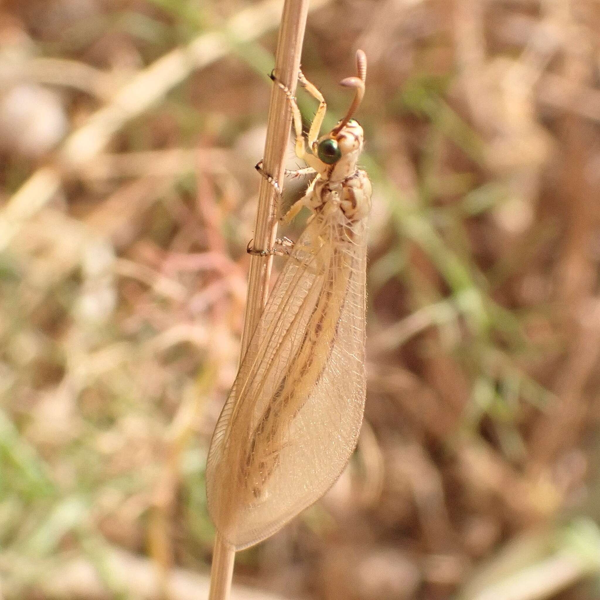 Image de Myrmecaelurus