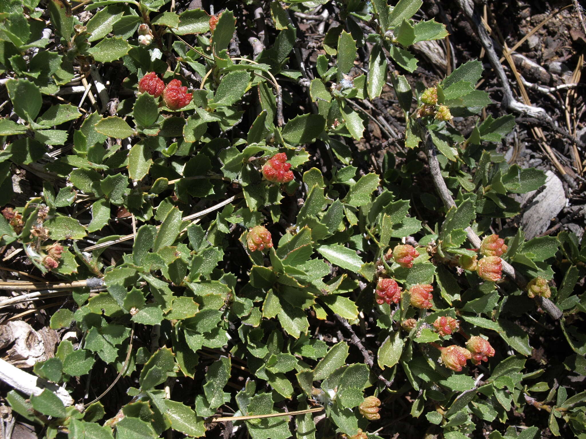 Image of Ceanothus prostratus var. prostratus