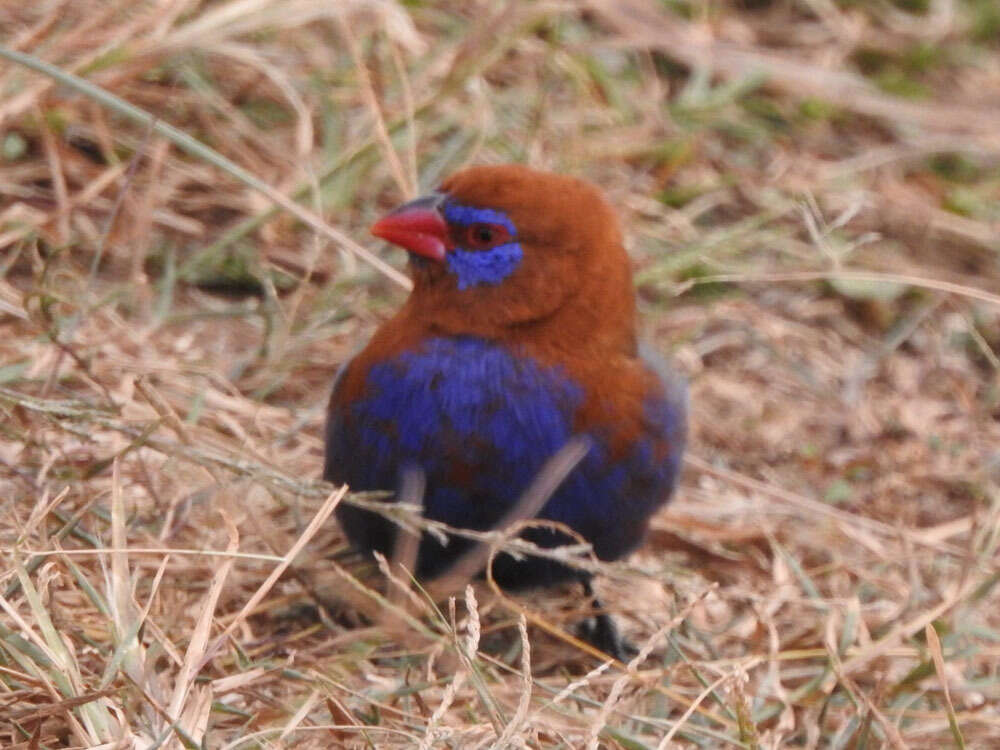 Image of Purple Grenadier