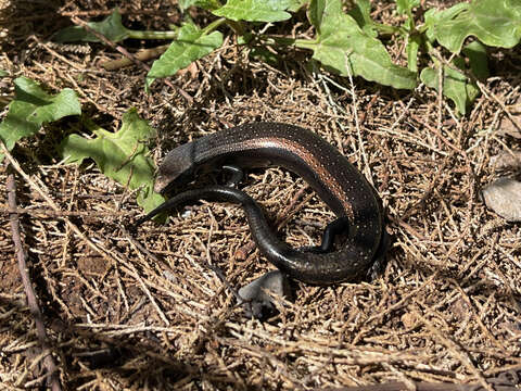 Image of Canaryan Cylindrical Skink