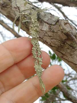 Image of cartilage lichen