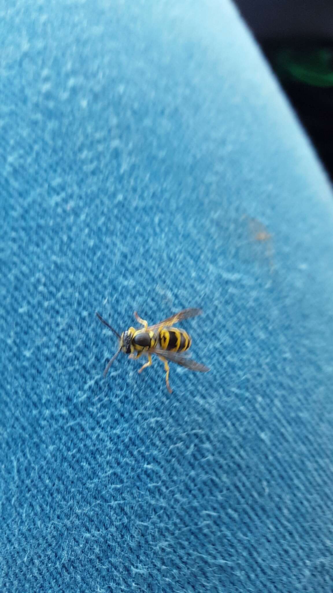 Image of Eastern Yellowjacket