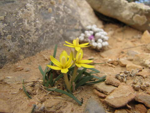 Image of Ixia acaulis Goldblatt & J. C. Manning