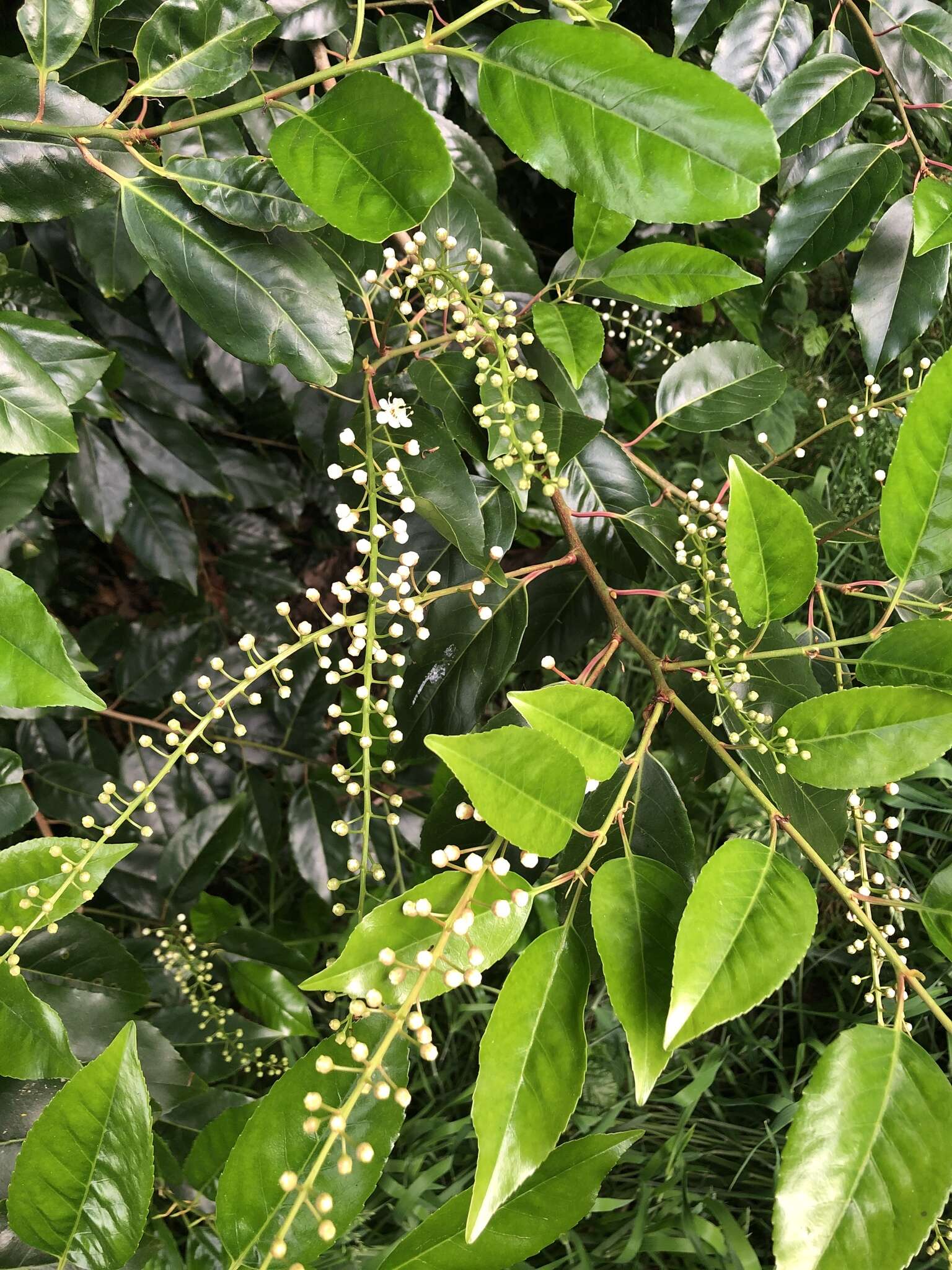 Imagem de Prunus lusitanica L.