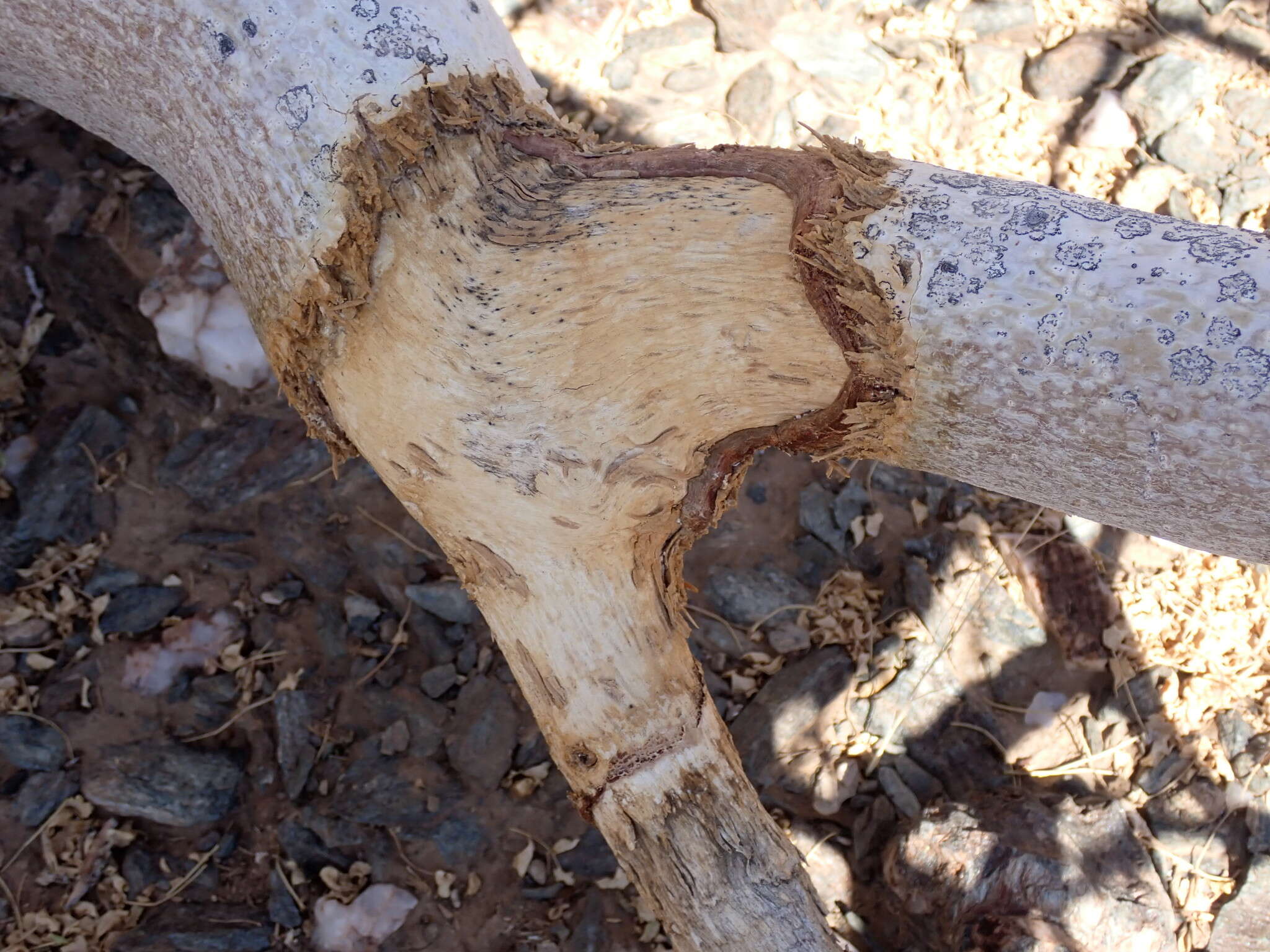 Plancia ëd Commiphora saxicola Engl.