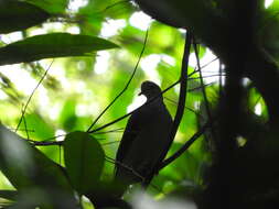 صورة Columba malherbii Verreaux, J, Verreaux & E 1851