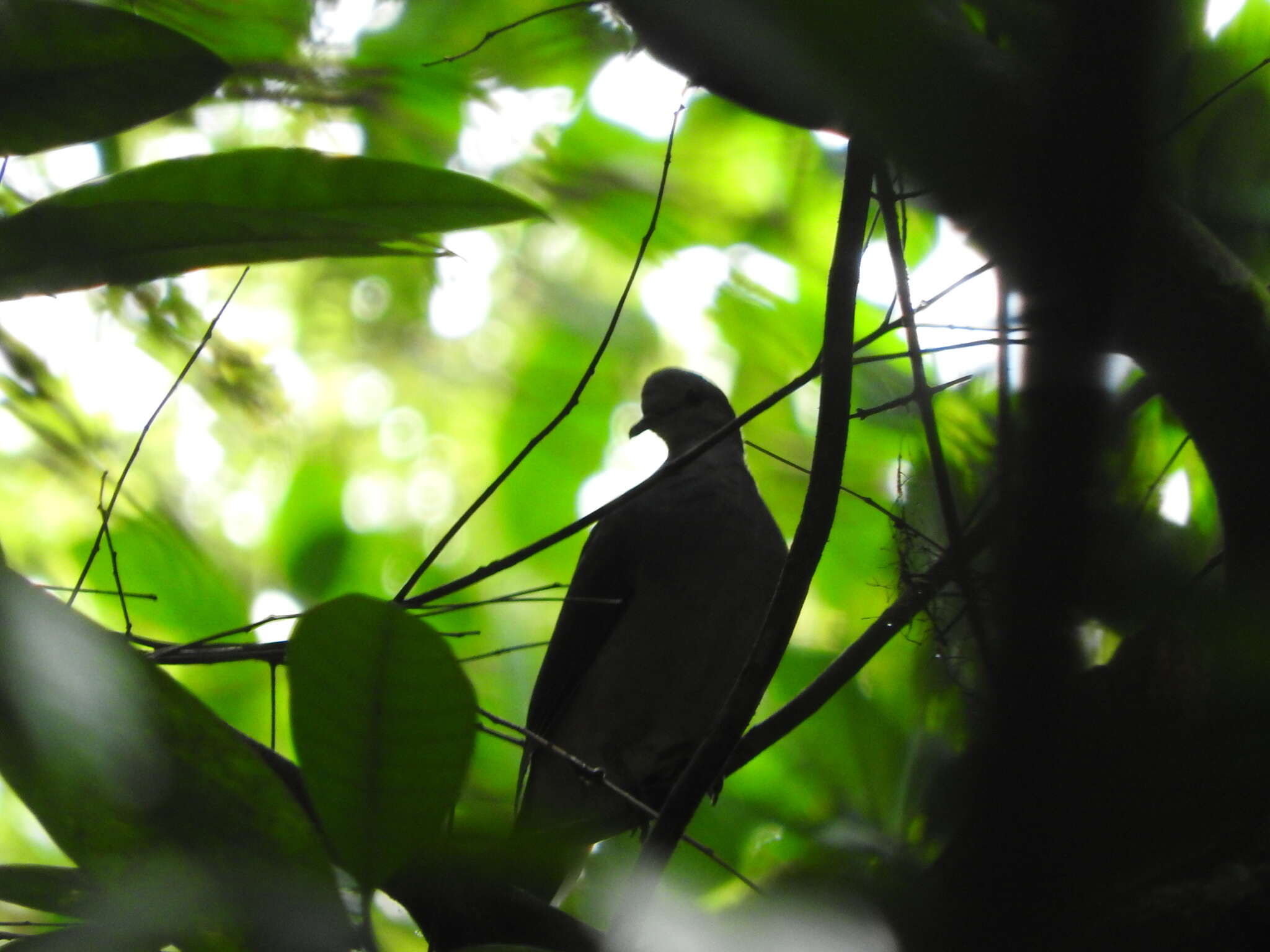 صورة Columba malherbii Verreaux, J, Verreaux & E 1851