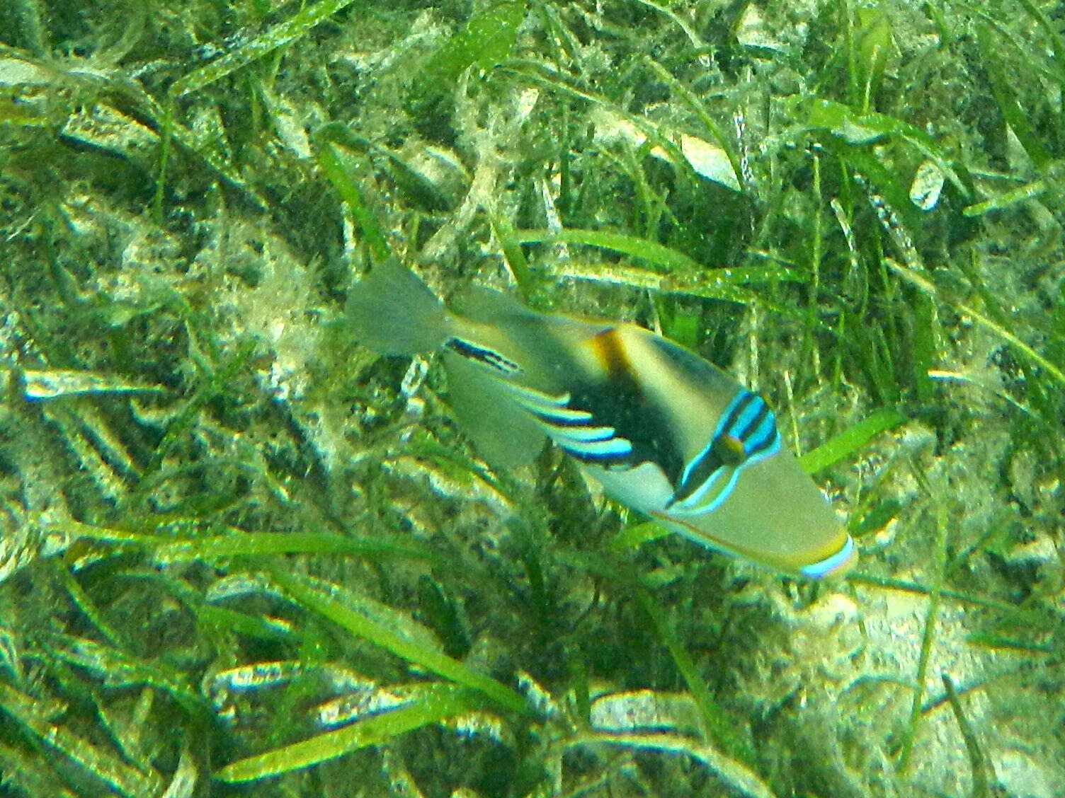 Image of Lagoon triggerfish