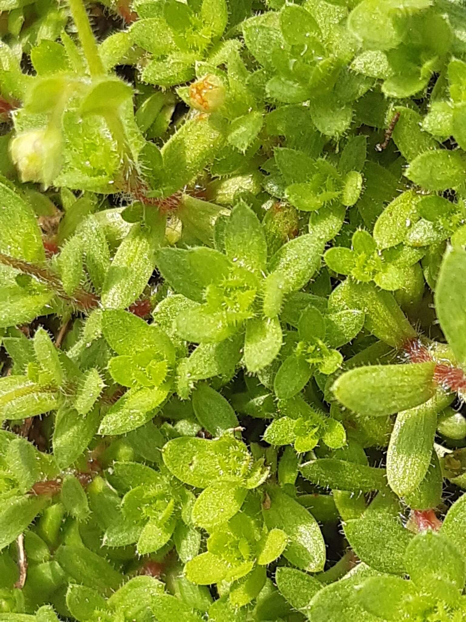 Imagem de Saxifraga sedoides L.