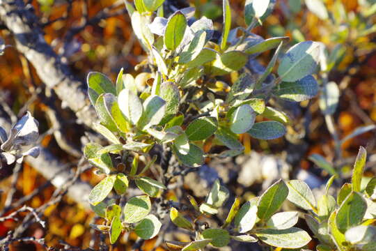 Image de Salix lanata L.